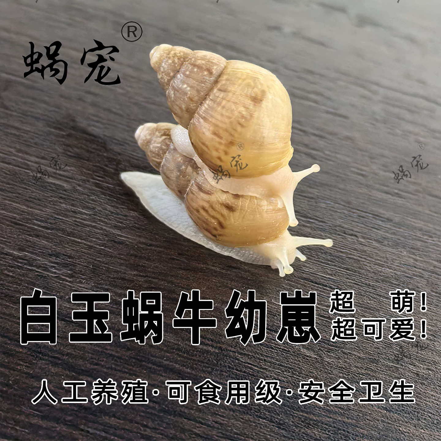 活体小白玉蜗牛幼蜗牛养殖观赏螺