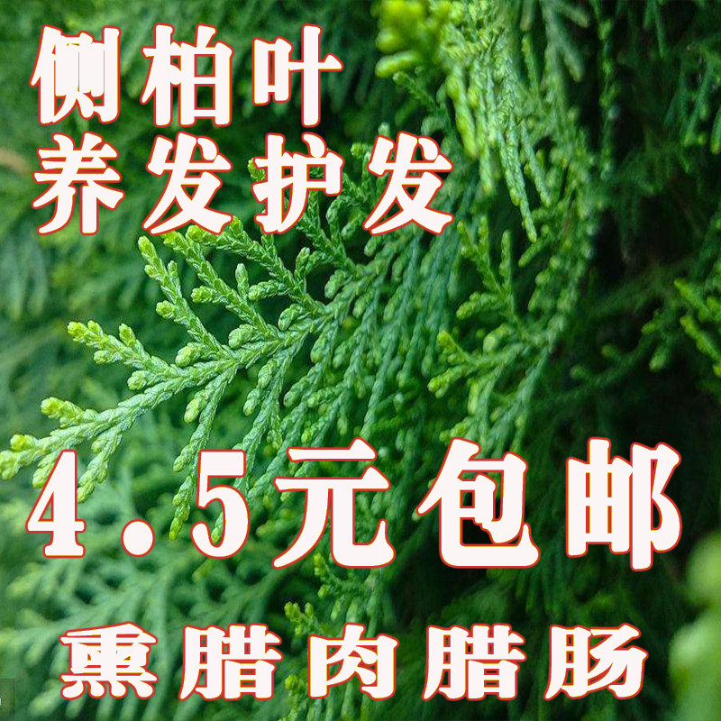 新鲜现摘柏树叶侧柏叶扁柏叶泡酒生发增发水乌发养发熏腊肉熏腊肉