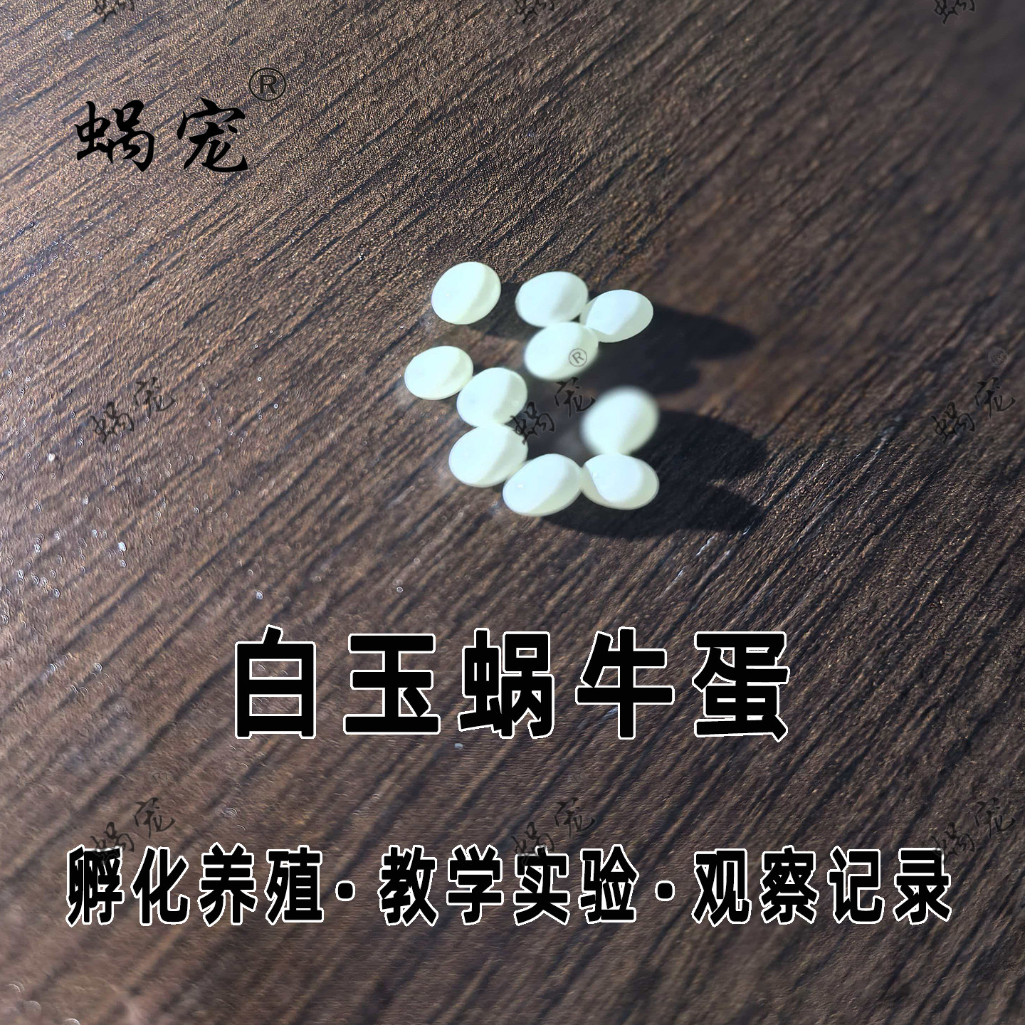 宠物蜗牛卵实验养白玉蜗牛孵化蛋
