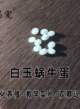 宠物蜗牛卵实验养白玉蜗牛孵化蛋