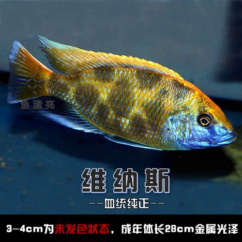 中马转拍200元链接