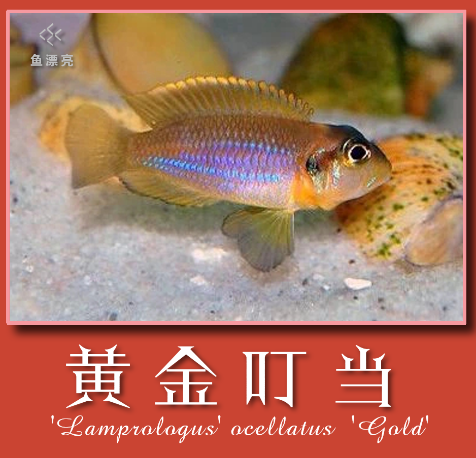 黄金叮当 紫蓝叮当 三湖慈鲷鱼 坦湖慈鲷  坦鲷卷贝鱼 小型鱼