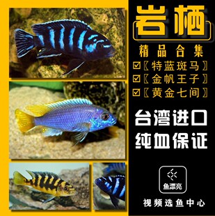 马湖慈鲷 马鲷 岩栖 特兰斑马 金帆王子 王牌 奇波卡凤凰三湖慈鲷