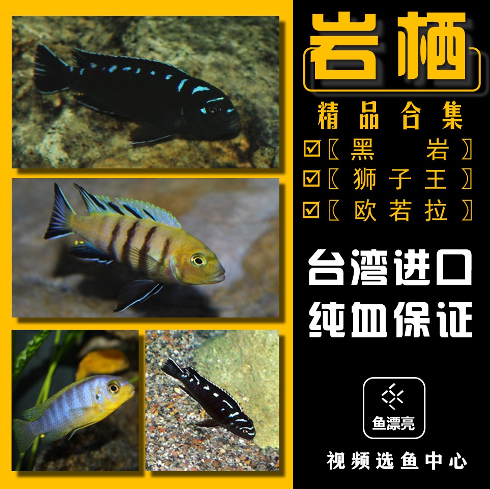 活体三湖慈鲷三湖黑岩狮子王