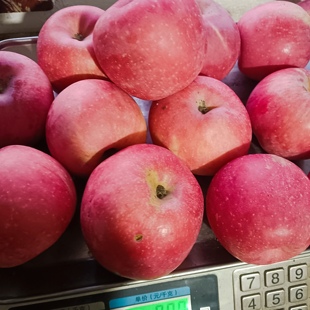红富士苹果绥中甜脆新鲜大果有伤箱漏丑水果介意勿拍整箱包邮