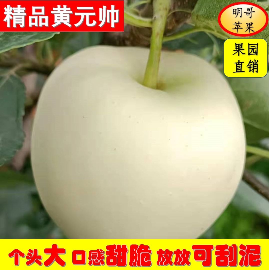 辽宁绥中黄元帅苹果甜酸粉面