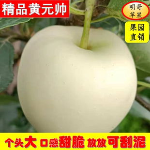 辽宁绥中黄元帅，黄青苹果，新鲜苹果，有果锈，包邮2025鲜果