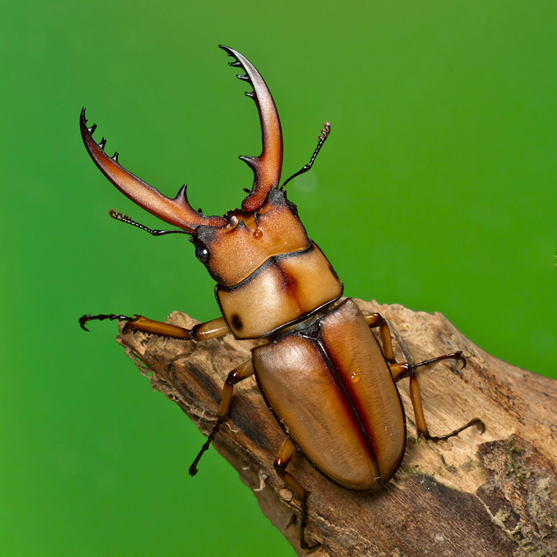 两点赤锹甲锯锹形虫褐黄前独角兽
