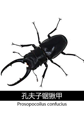 孔夫子锯锹甲独角兽宠物甲虫