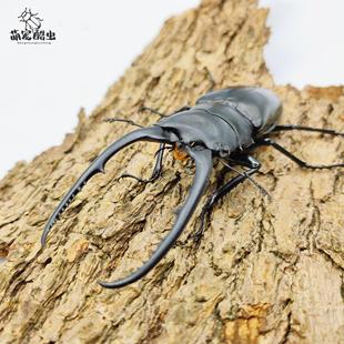 孔夫子锯子锹 甲虫  成虫 锹甲 花金龟 甲虫宠物 生日礼物