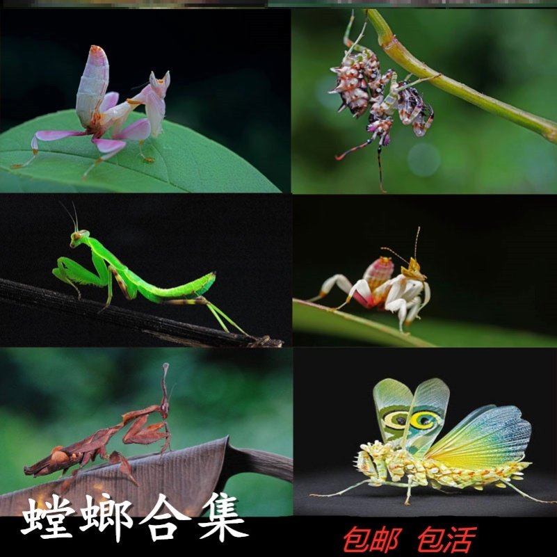 【宠物螳螂合集】个性另类观赏斧螳大刀狭翅兰花 螳螂卵包果蝇杯