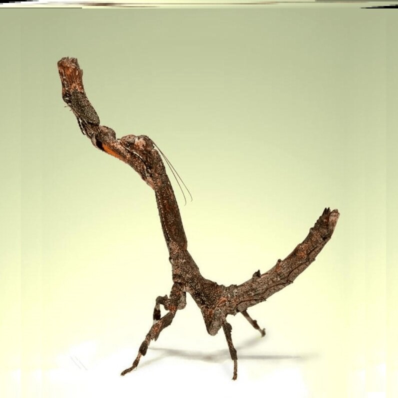 非洲树枝螳螂活体宠物昆虫活体拟态昆虫拟态螳螂爬虫爬宠