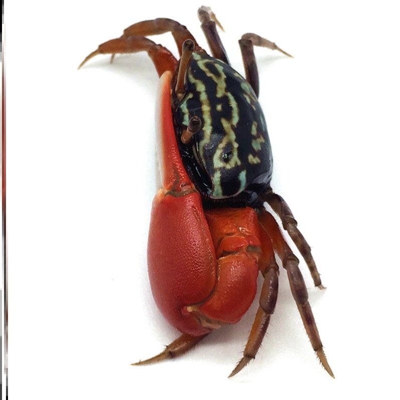 西瓜蟹情侣蟹招潮蟹观赏蟹活体宠物螃蟹相手蟹迷你辣椒蟹豹点蟹