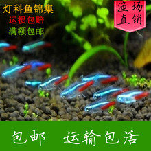 不换水的金鱼混搭耐活自养观赏鱼1