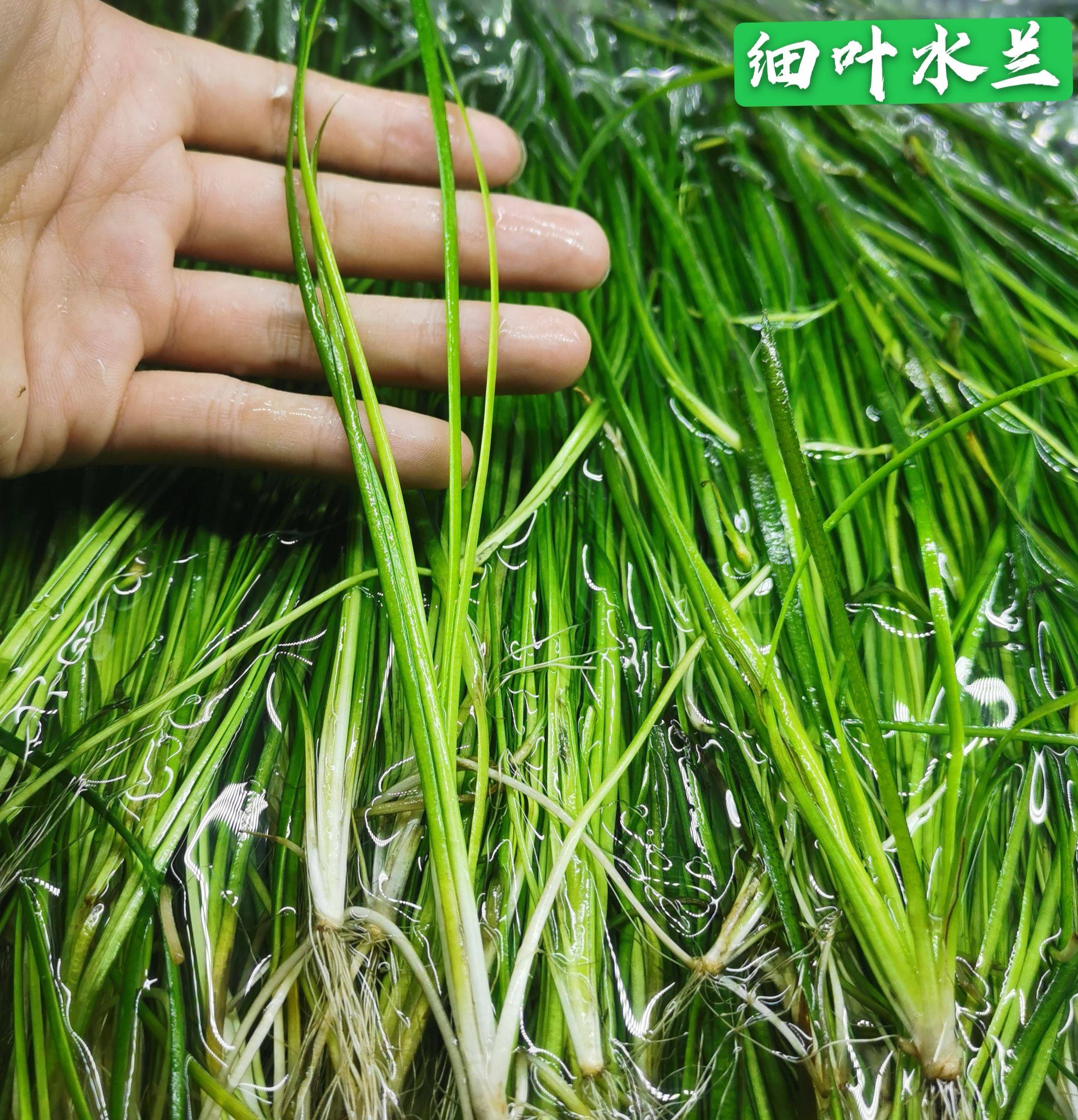 细叶水兰水中水草小水迷你兰大水兰扭兰细叶水兰细叶兰水下后景