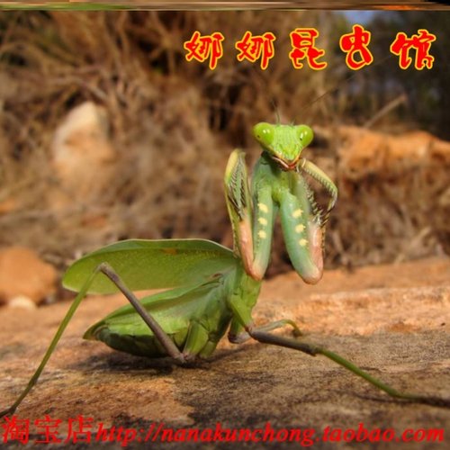 绿巨螳螂活体非洲大型圆盾