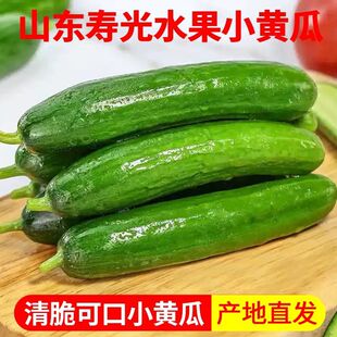 无刺小黄瓜现摘现发 寿光水果小黄瓜生吃脆甜新鲜5斤青瓜荷兰当季