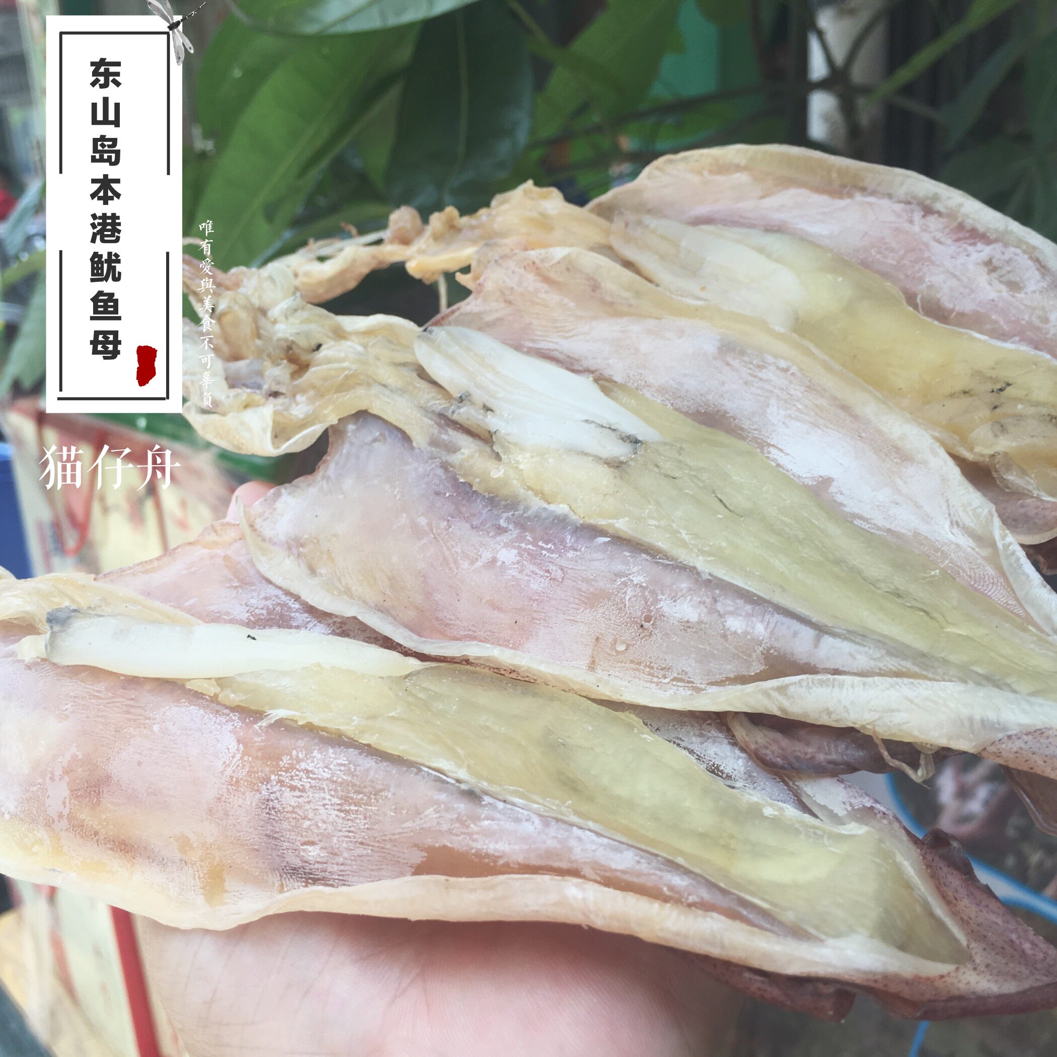 福建东山岛本港海鲜干货鱿鱼