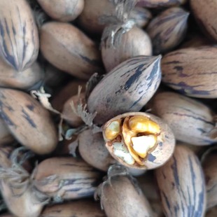 2025年新货原味生的碧根果美国山核桃500克大果非进口自家自产自