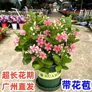 直立使君子盆栽变色五彩植物芳香四季庭院阳台花卉开花不断绿植物