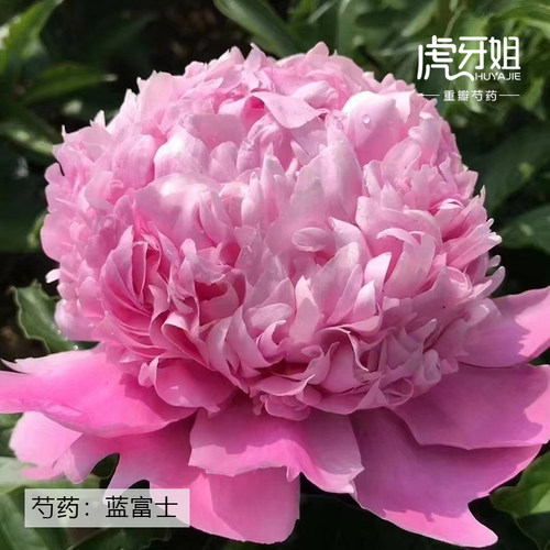 蓝富士芍药温柔粉蓝色