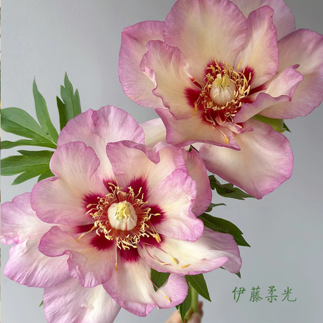 【伊藤柔光】6加仑盆栽重瓣芍药大苗原盆原土庭院阳台地栽