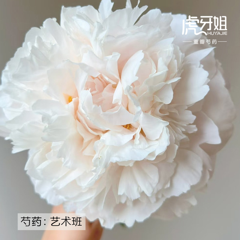 【艺术班】裸根芍药包对版-庭院阳台花卉重瓣大花浅粉色