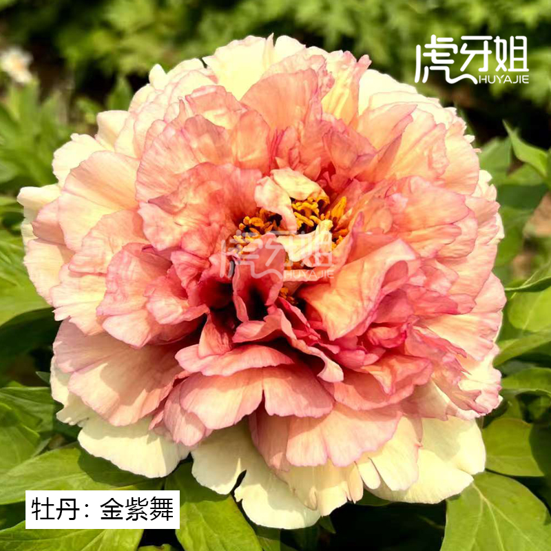 金紫舞裸根牡丹包对版庭院阳台