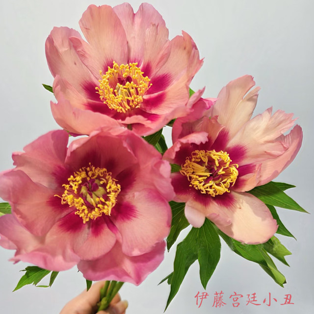 【伊藤宫廷小丑】6加仑盆栽重瓣芍药大苗原盆原土庭院阳台地栽