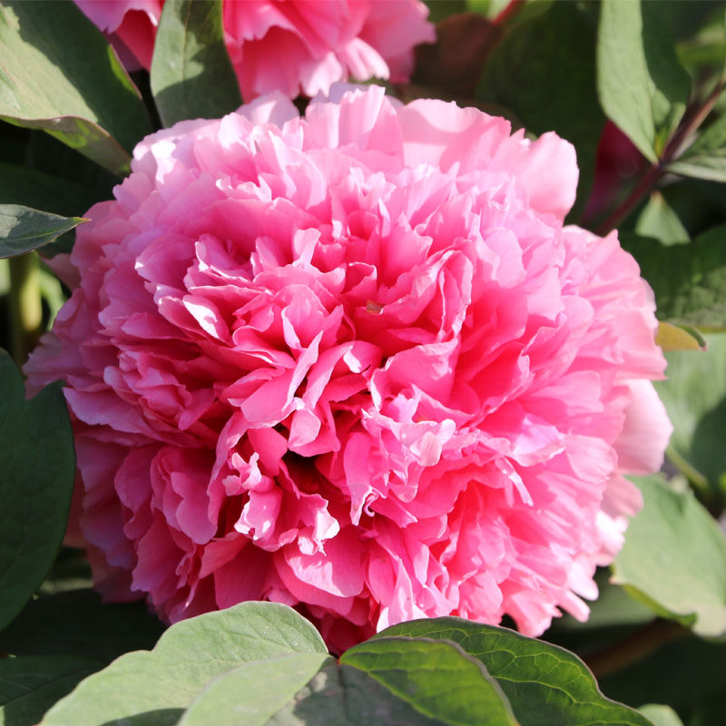 【珊瑚台&mdash;年宵花牡丹】粉色-催花牡丹反季节开花洛阳基地年货礼