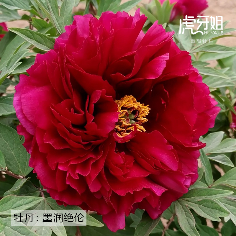 墨润绝伦裸根重瓣牡丹庭院地栽