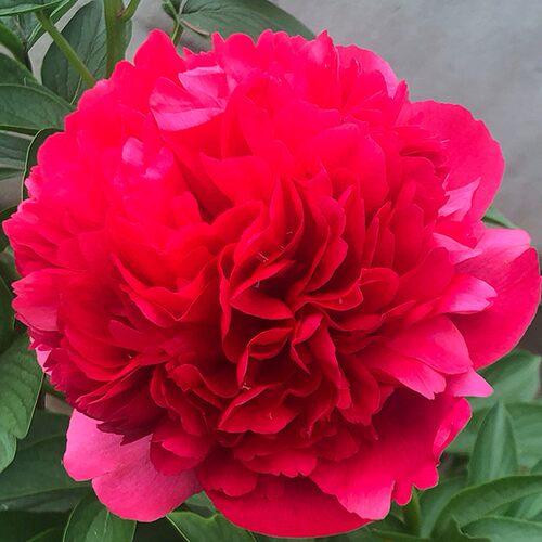 御前表演6加仑盆栽重瓣芍药