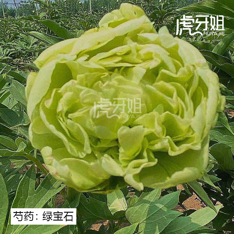 【绿宝石】裸根芍药包对版-庭院阳台花卉重瓣大花绿色