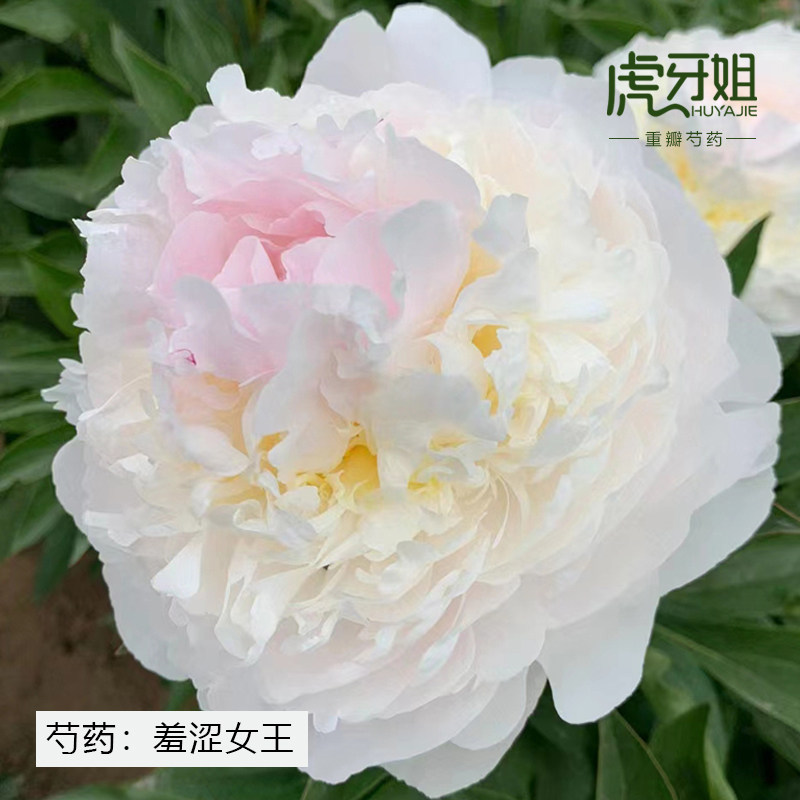 【羞涩女王】裸根芍药包对版-庭院阳台花卉重瓣大花粉色
