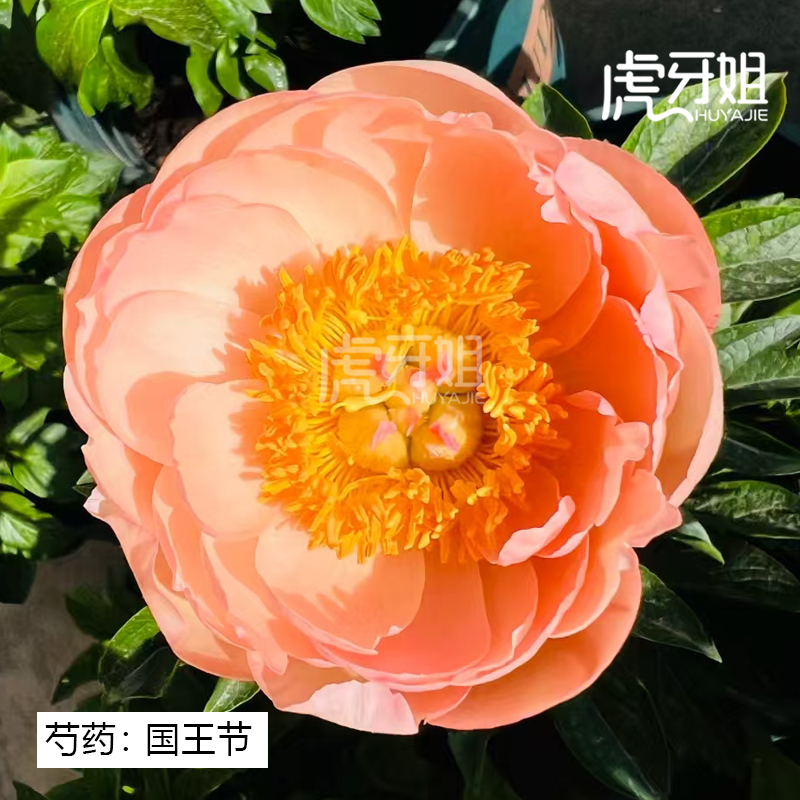 国王节裸根芍药包对版庭院花卉