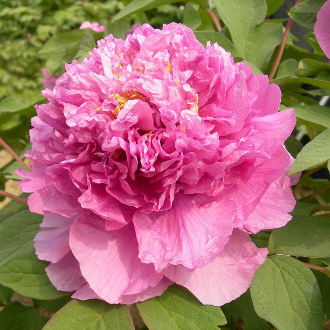 【彩绘&mdash;年宵花牡丹】粉蓝色-催花牡丹反季节开花冬季年货送礼