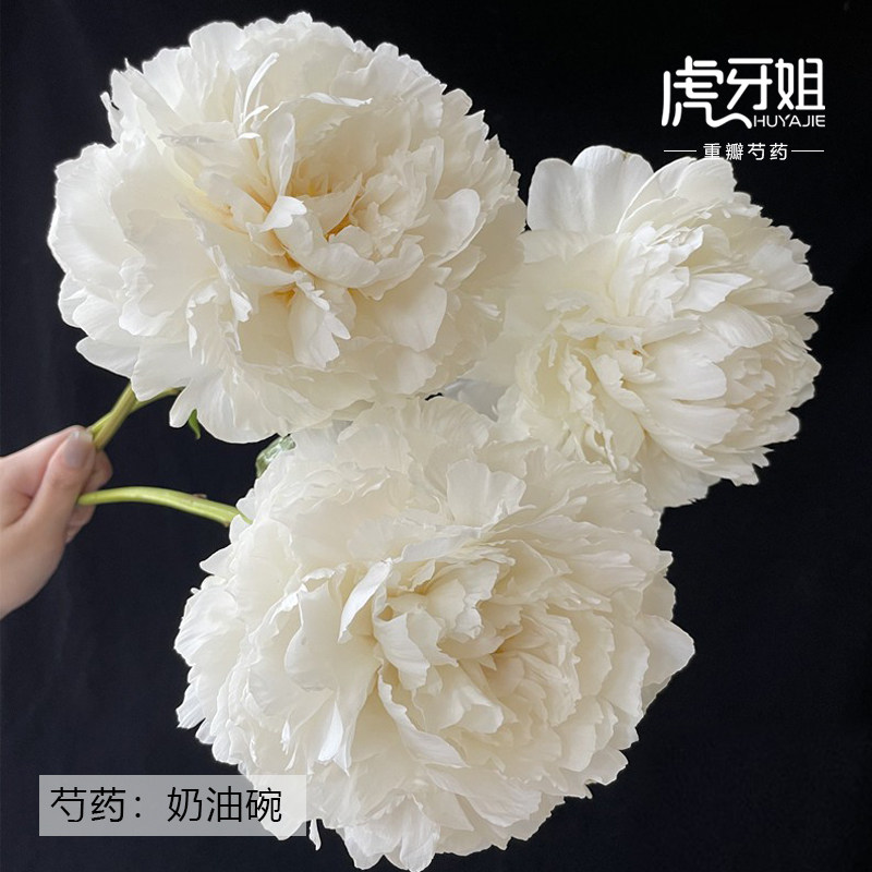 【奶油碗】裸根芍药包对版-庭院阳台花卉重瓣大花白色