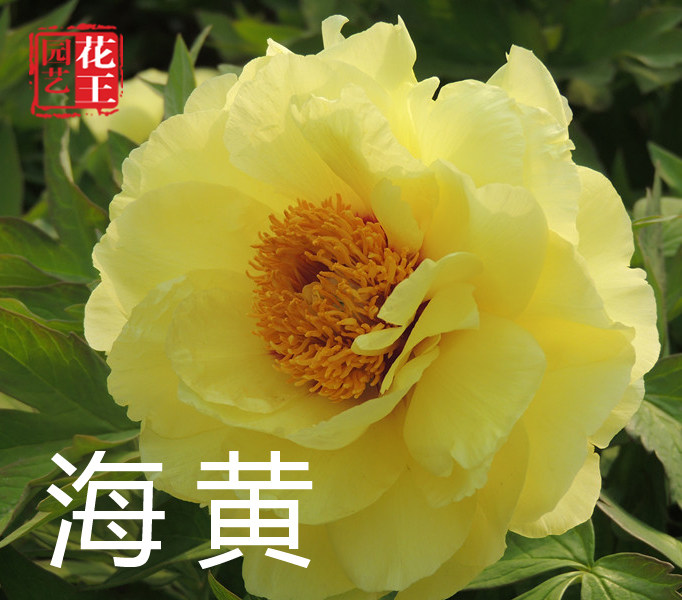 【海黄】6加仑大盆— 6年苗以上（黄色）进口品种盆栽牡丹