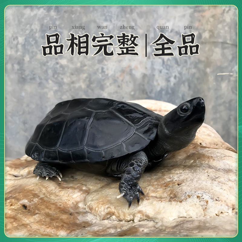 墨龟人工养殖中华草龟乌黑品相漂亮体质强健好饲养深水浅水都适应