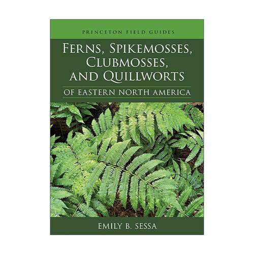 英文原版 Ferns Spikemosses Clubmosses and Quillworts of Eastern North America 东北美洲的蕨类植物 卷柏目 石松目和水韭目