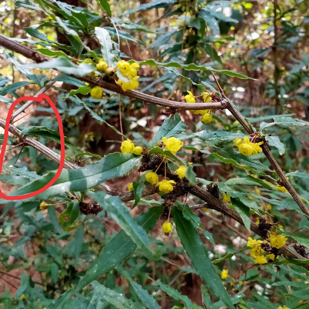 云南 黄连树苗 三颗针三棵针 树苗刺黄连树苗 珍贵药材植物树苗
