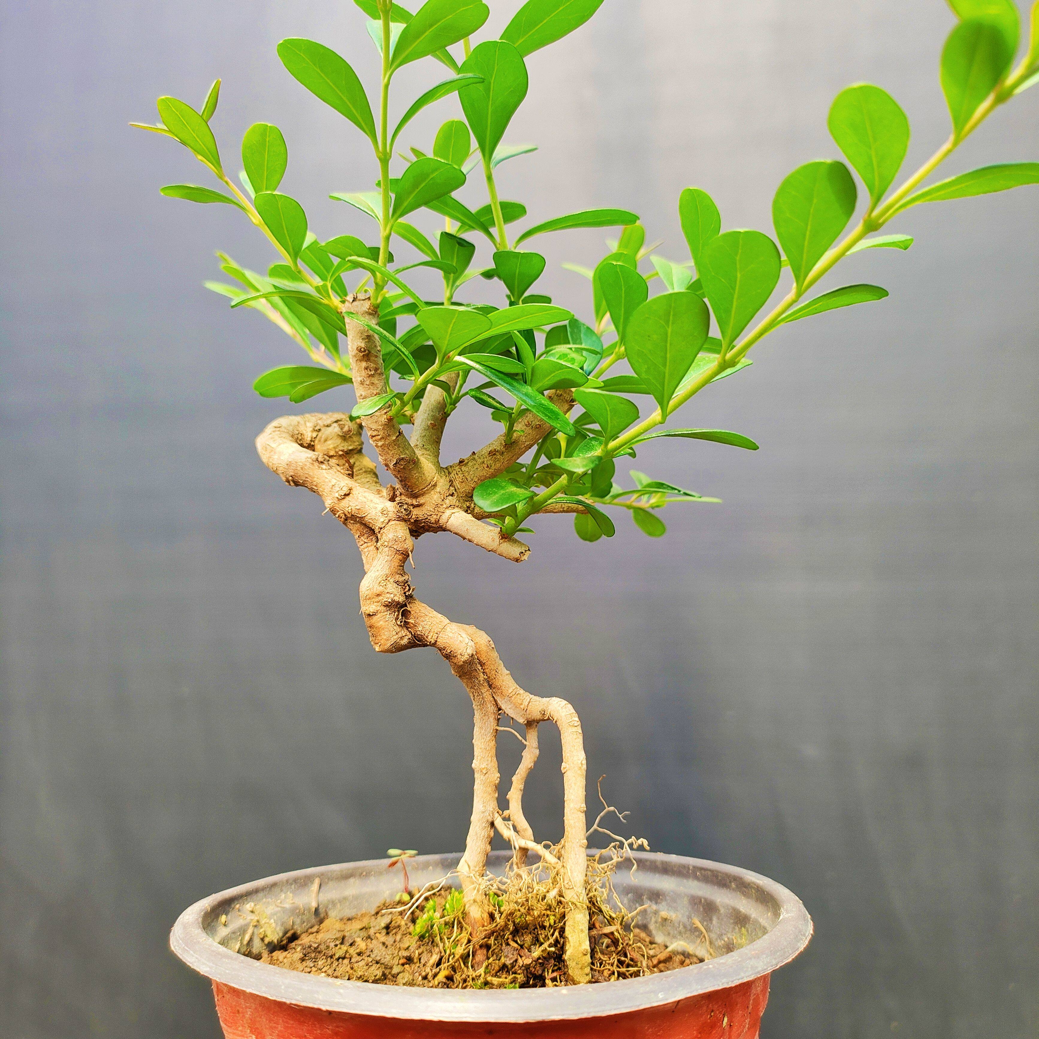 米叶冬青小叶米东日本水蜡阳台客厅盆景盆栽绿植好养护四季常绿