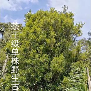 无量山单株古树野生红茶大茶王50克
