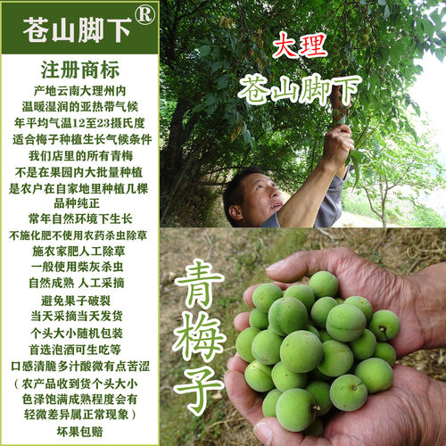 大理苍山脚下鲜果青梅天然风味