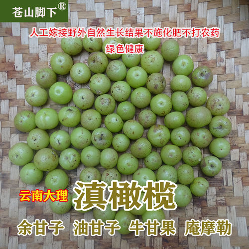 苍山脚下野生滇橄榄余甘子油甘子