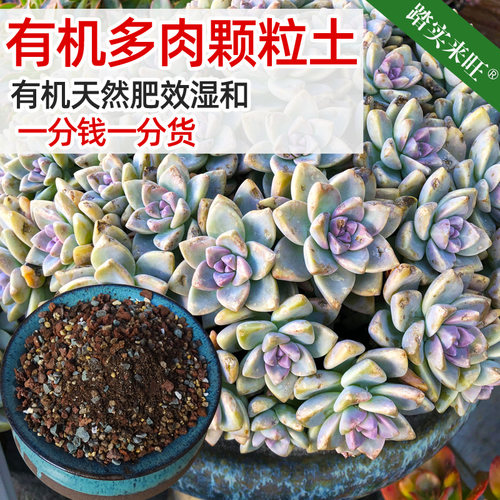 多肉植物营养土小苗专用