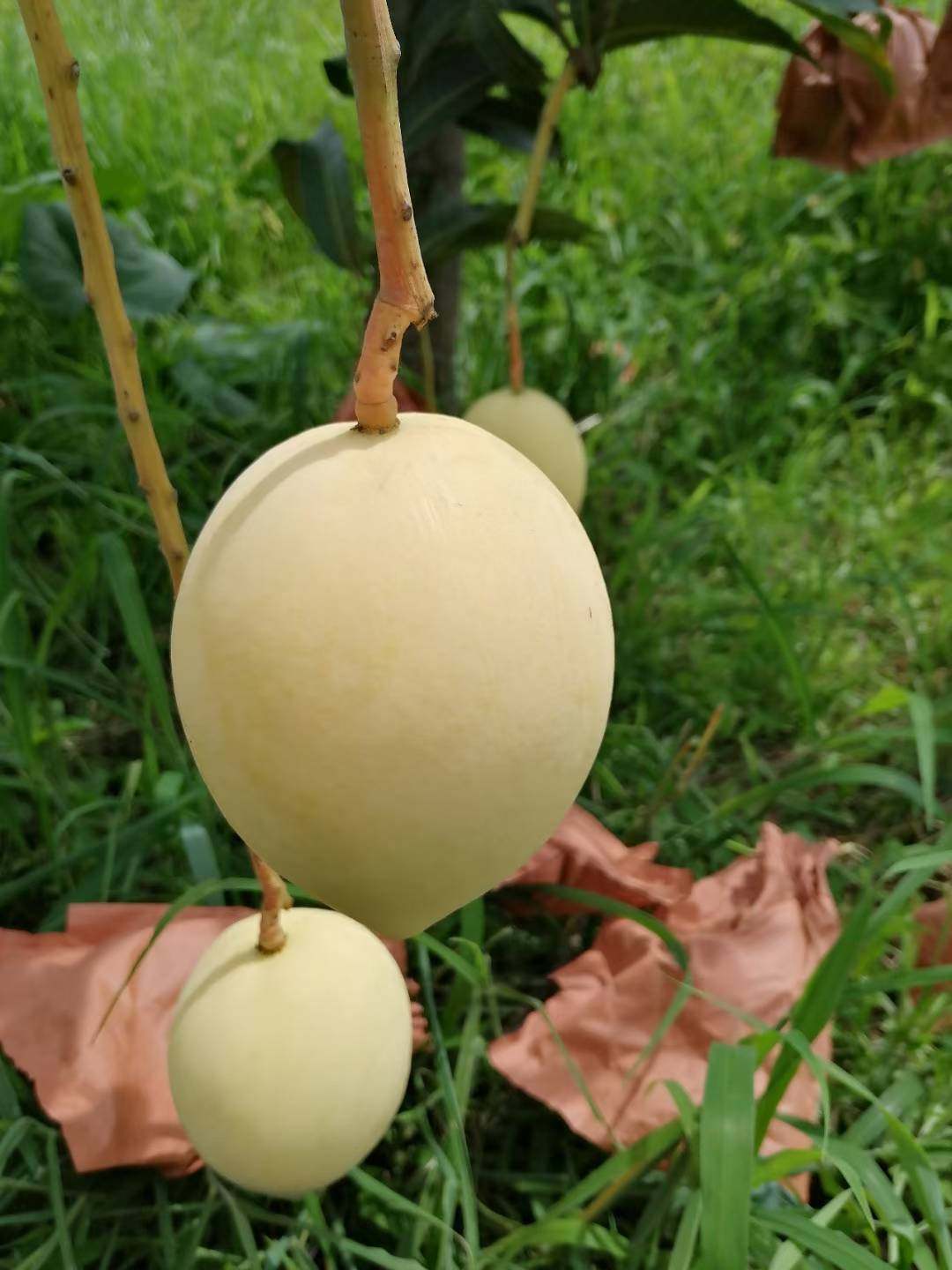 云南丽江华坪芒果(热农)十斤装 新鲜包邮 云南果园直发