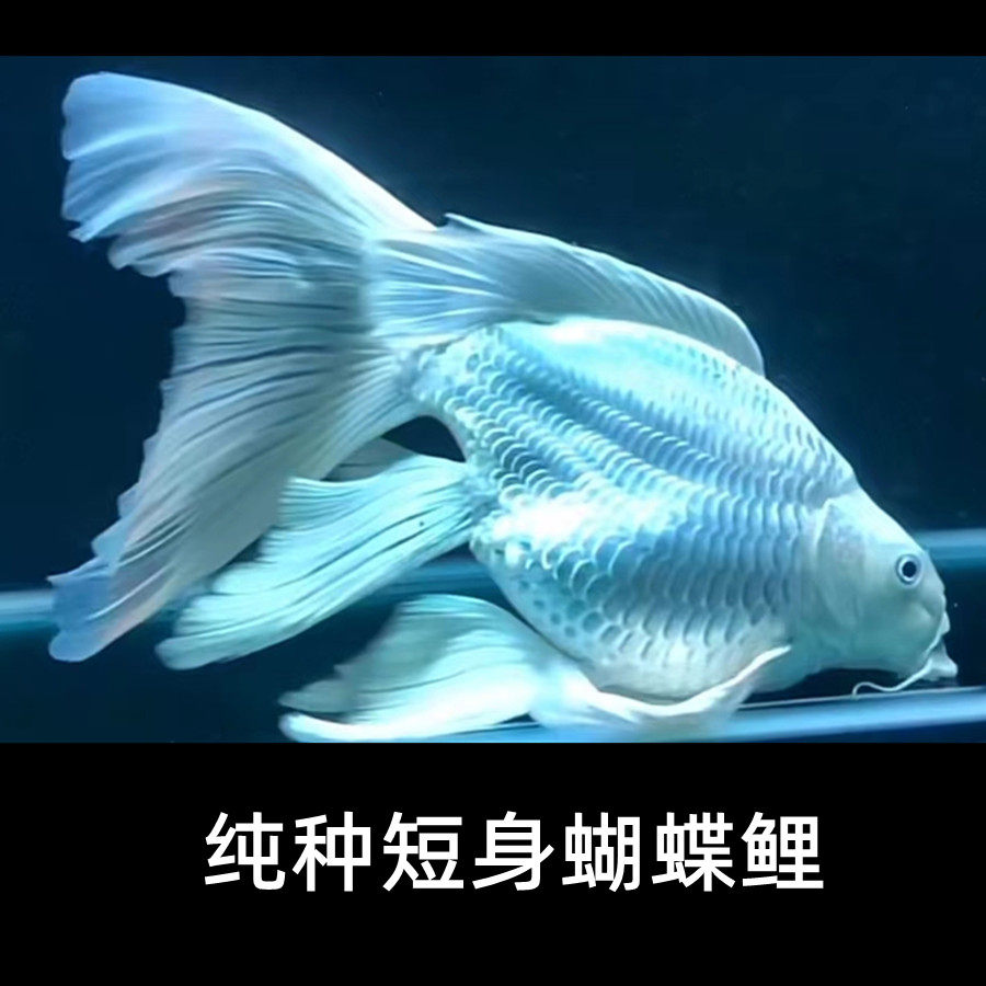 台湾蝴蝶鲤鱼球体短身大鳍长尾冷水鱼锦鲤红色龙蝶鲤观赏鱼苗活体