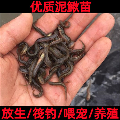 台湾泥鳅苗活体泥鳅苗宠物饵料小泥鳅苗本地青鳅淡水乌龟龙鱼饲料