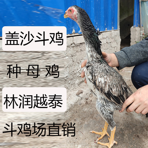 贵州凯里市林润越泰斗鸡下蛋母鸡红黑灰盖沙虎毛中原鬼子都有